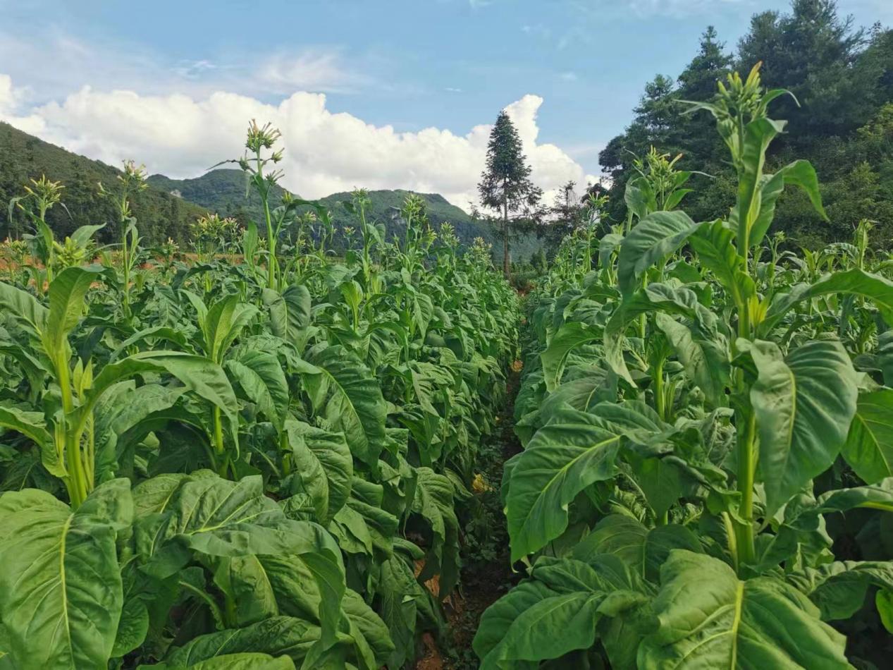 说明:微信图片_20220721203537